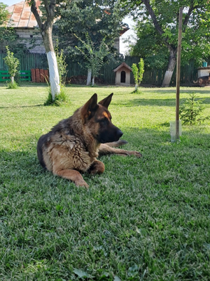 Vand pui ciobanesc german  - imagine 4