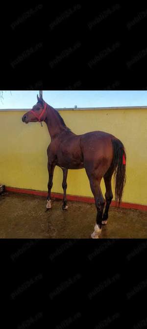 Armăsar pur sînge Arab