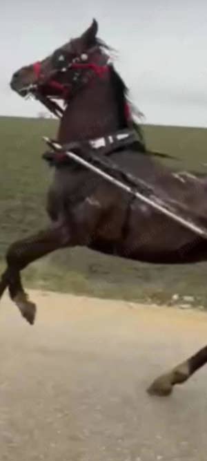 Armăsar pur sînge Arab - imagine 4