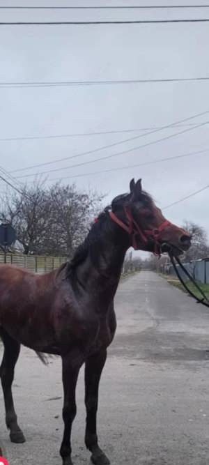 Armăsar pur sînge Arab - imagine 5