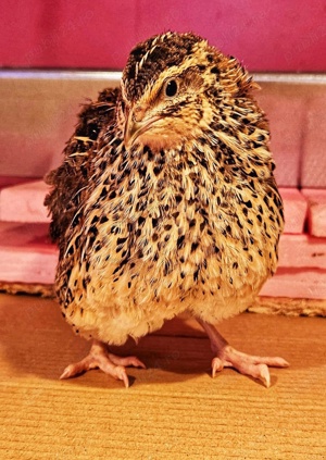 Crescătoria de Prepelițe Slobozia ,Ouă de prepeliță JAPONEZA GIGANT,de vânzare pentru incubat