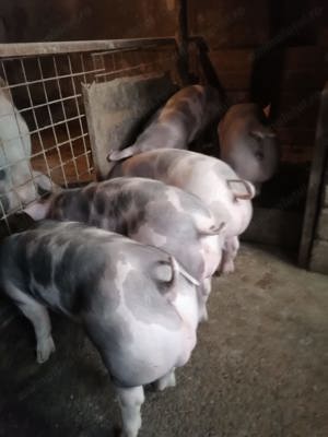 Vând purcei rasa pietrain
