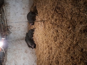 Purcei rasa landrace cu iberico - imagine 3