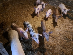 Purcei rasa landrace cu iberico - imagine 2