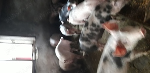 purcei de vanzare  - imagine 2