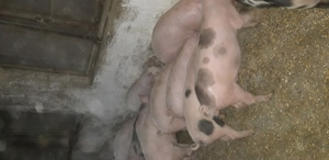 purcei de vanzare  - imagine 3