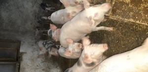 purcei de vanzare  - imagine 4