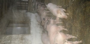 purcei de vanzare  - imagine 5