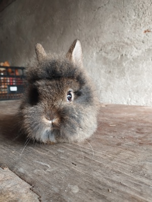 iepurasi de diferite rase mărimi și culori  - imagine 4