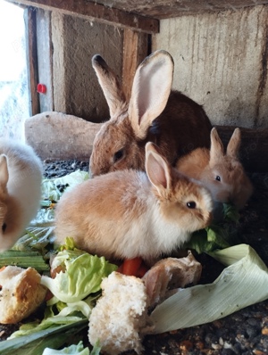 iepurasi de diferite rase mărimi și culori  - imagine 5