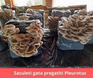 Pleurotus saculeti cu compost gata pregatit