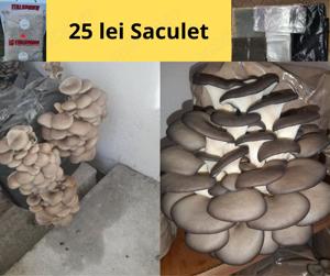 Pleurotus saculeti cu compost gata pregatit - imagine 3