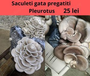 Pleurotus saculeti cu compost gata pregatit - imagine 4
