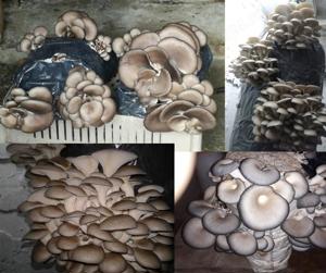 Pleurotus saculeti cu compost gata pregatit - imagine 2