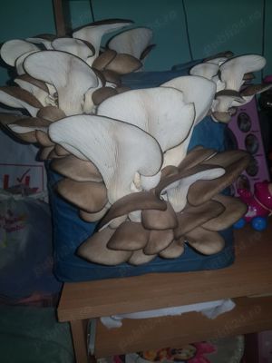 Pleurotus saculeti cu compost gata pregatit - imagine 5