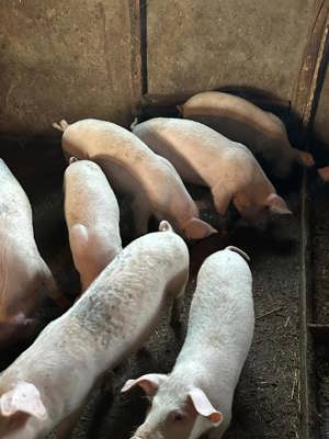 vand purcei - imagine 4