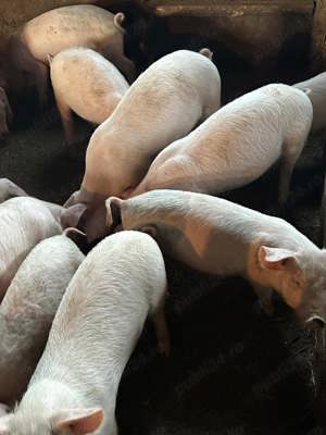 vand purcei - imagine 3