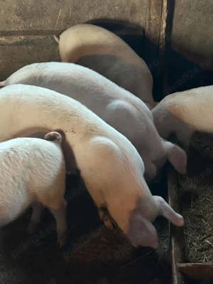 vand purcei - imagine 2