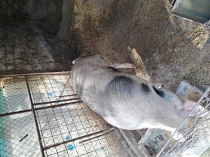 porc de vanzare - imagine 3