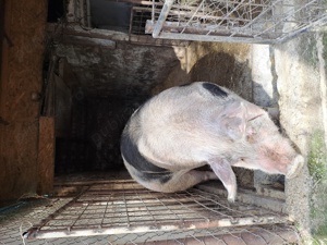 porc de vanzare - imagine 2