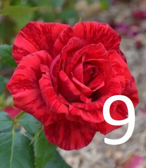 Trandafiri altoiti cu radacini puternice la doar 13 lei buc! 10 + 1 GRATIS! - imagine 5