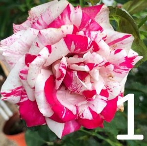 Butasi de trandafiri altoiti la numai 14 lei buc