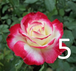 Trandafiri altoiti cu radacini puternice la doar 13 lei buc! 10 + 1 GRATIS! - imagine 3