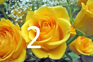 Trandafiri altoiti cu radacini puternice la doar 13 lei buc! 10 + 1 GRATIS! - imagine 2