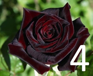 Trandafiri altoiti cu radacini puternice la doar 13 lei buc! 10 + 1 GRATIS! - imagine 4