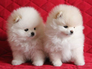 Pomeranian băiat cu certificat pedigree, 3 ani, 1.8 kgcautam prietena.  - imagine 3 Pomeranian băiat cu certificat pedigree, 3 ani, 1.8 kgcautam prietena.  - imagine 3