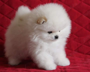 Pomeranian băiat cu certificat pedigree, 3 ani, 1.8 kgcautam prietena.