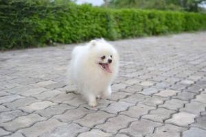 Pomeranian băiat cu certificat pedigree, 3 ani, 1.8 kgcautam prietena.  - imagine 2 Pomeranian băiat cu certificat pedigree, 3 ani, 1.8 kgcautam prietena.  - imagine 2