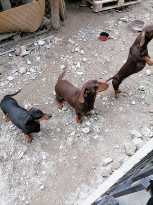 Mascul teckel ciocolatiu 