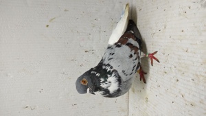 Porumbei codalbi - imagine 4