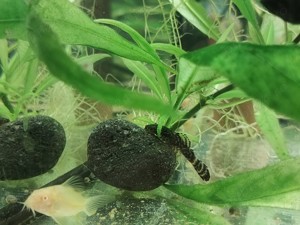 Ancistrusi, Corydoras  - imagine 2