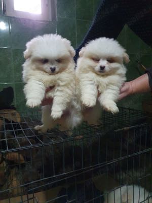 pomerian mini toy - imagine 5