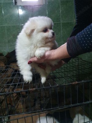 pomerian mini toy - imagine 4