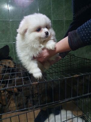 pomerian mini toy - imagine 2