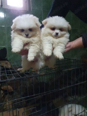 pomerian mini toy - imagine 3