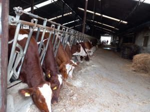 Caut ingrijitor bovine