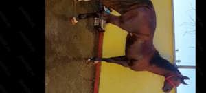 Armăsar pur sînge Arab - imagine 3