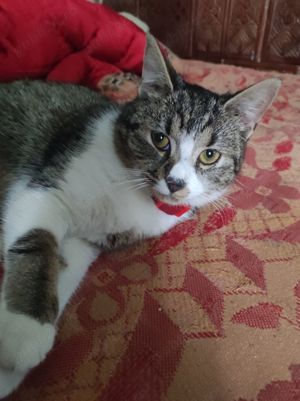 Vanzare  pisica - imagine 2