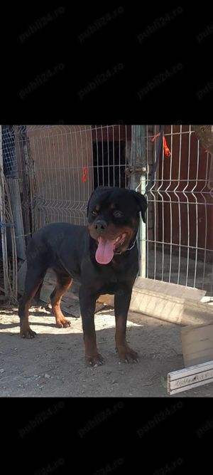 Rottweiler mascul mentru monată