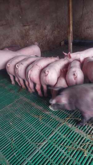 Purceii de rasă disponibili - imagine 3