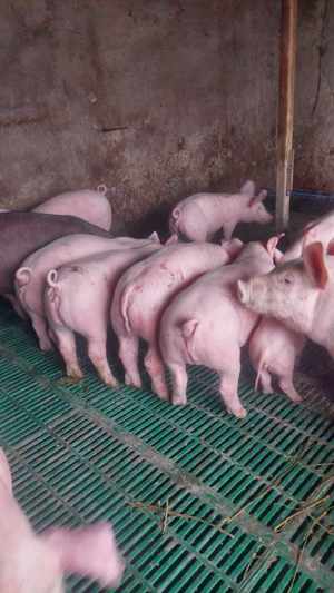 Purceii de rasă disponibili - imagine 2