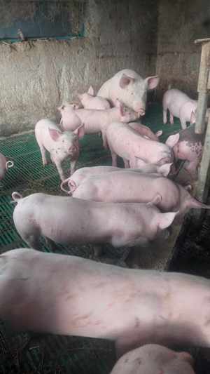 Purceii de rasă disponibili - imagine 5