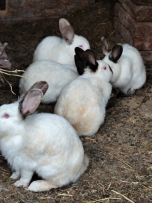 Iepuri californian, tineret - imagine 4 Iepuri californian, tineret - imagine 4