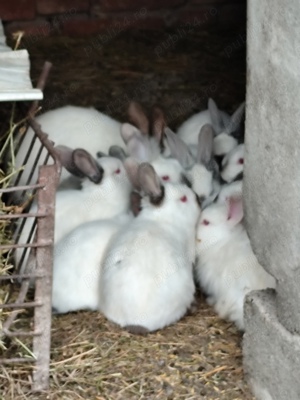 Iepuri californian, tineret