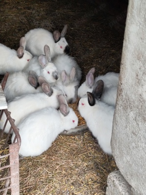 Iepuri californian, tineret - imagine 5 Iepuri californian, tineret - imagine 5