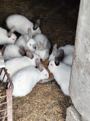 Iepuri californian, tineret - imagine 3 Iepuri californian, tineret - imagine 3